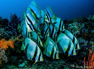 Friendly school of Spadefish at "Blue Magic" dive site in... by Norm Vexler 